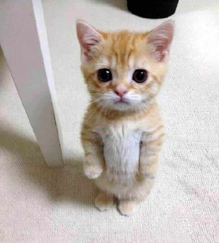 10+ Photos of Cat Standing on Two legs 12