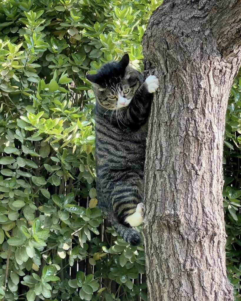 cat climb tree 2