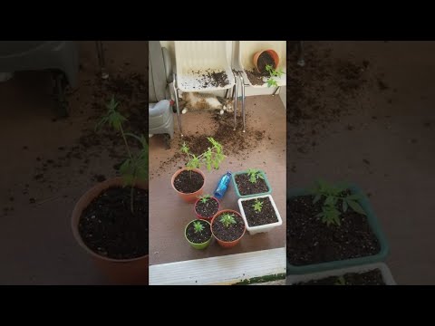 Cats Knock Over Plants || ViralHog