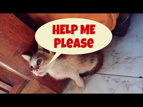 A story of a little stray kitten who cries with real tears | stray kitten needs love & care| Mar Fy