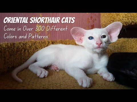 Oriental Shorthair Cat Breed: 5 Things You Didn