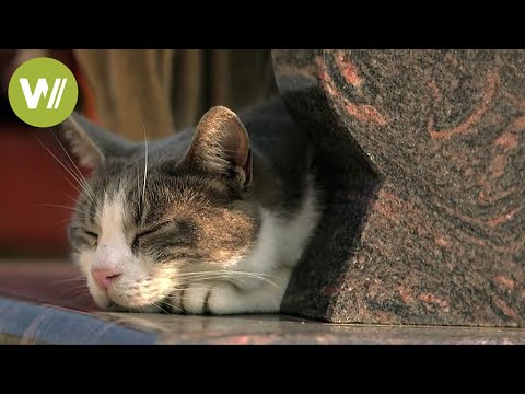 Cat visits his owner’s grave every day and brings him gifts