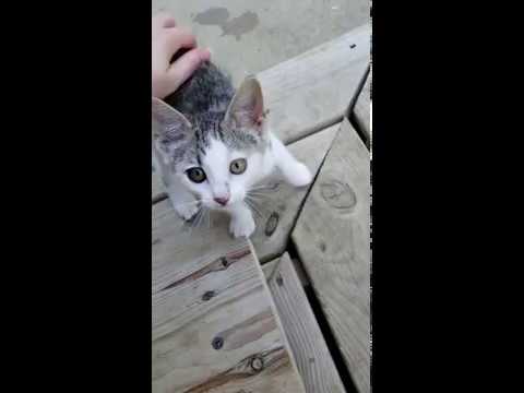 stray kitten shows up on family