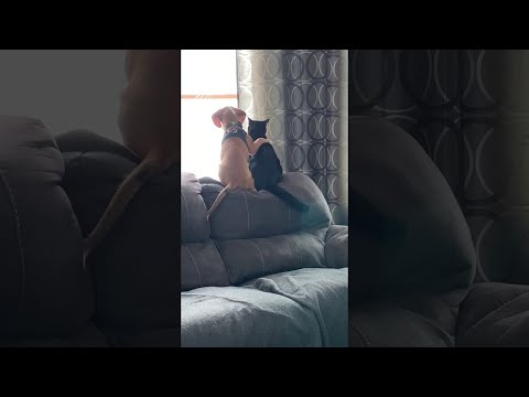 Beagle Pup Birdwatches with His Best Friend || ViralHog