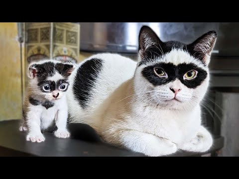 Zorro Cat Has A Lookalike Kitten