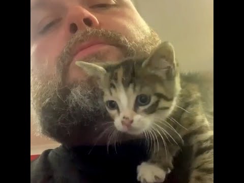 Stray kitten latches onto man