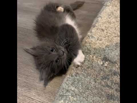 Kitten with twisted legs