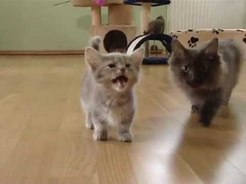 Cute munchkin baby kitten talks too much