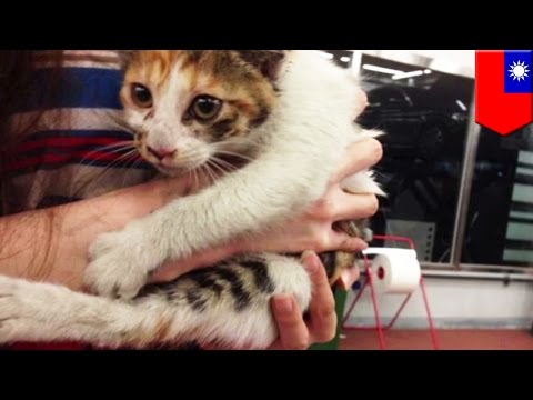 Amazing cat rescue: Man has his Mercedes dismantled to free trapped pussy - TomoNews