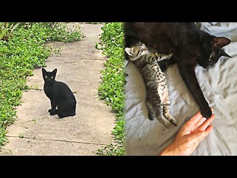 Pregnant Stray Cat ‘Asks’ a Woman To Let Her Inside To Give Birth