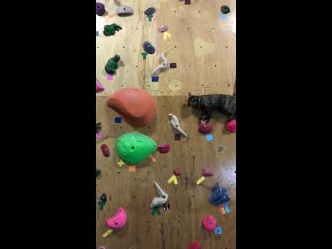 Lalah the climbing kitty at bouldering gym BOULBAKA2 / ボルバカ2 ララ店長