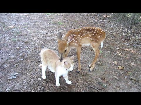 Baby Deer & Kitten become Friends