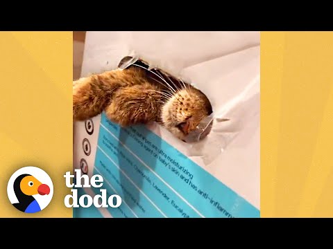 Family Finds Someone In A Taped-Up Box | The Dodo Faith = Restored