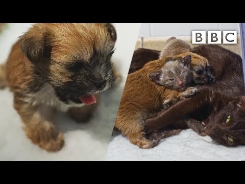 Orphaned puppy is adopted by a CAT 🐶 | Pets - Wild at Heart - BBC