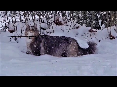 Norwegian Forest Cat - Bjorn