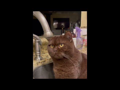 Stoic Cat Just Wants to Watch Water Droplet Fall || ViralHog