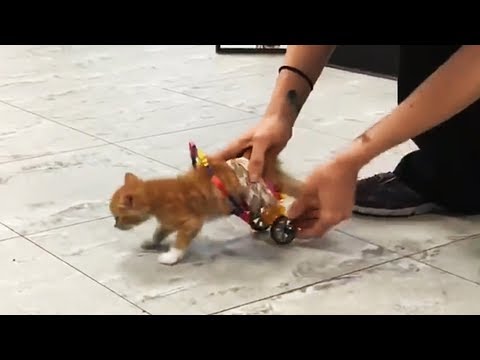 Tiny Paralyzed Kitten Tries Out His New Wheelchair And Can