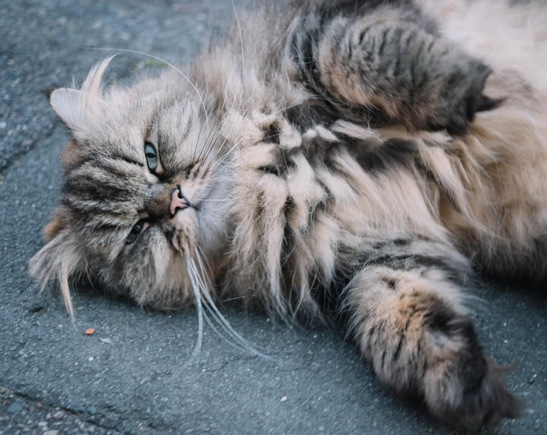 7 Interesting Facts about Persian Cats