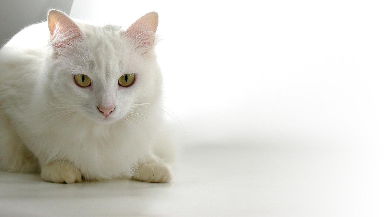 Top 5 best Cat Breeds in the World
