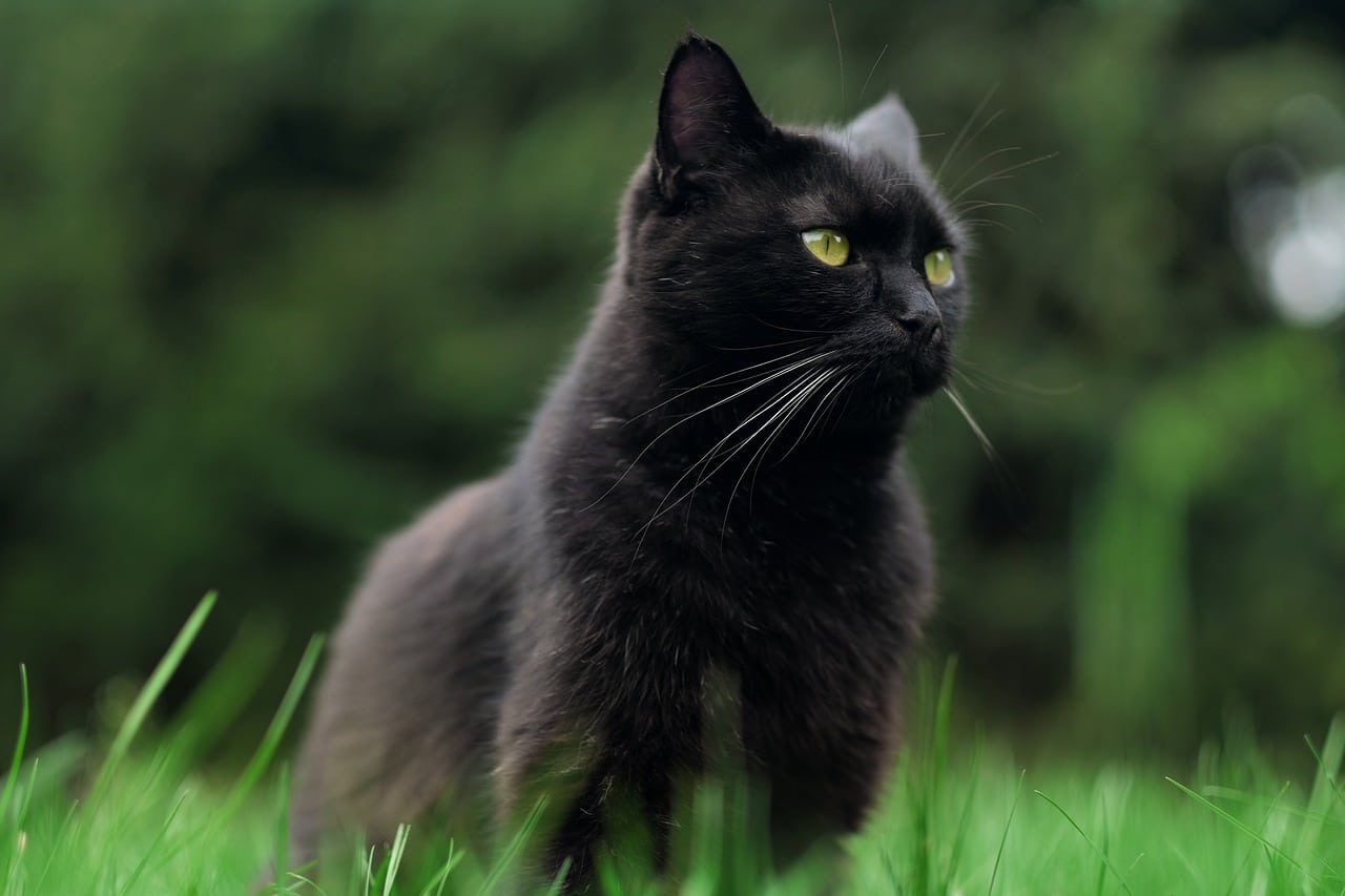 Extremely Interesting Facts About Cats