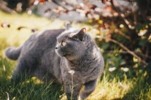 british shorthair 