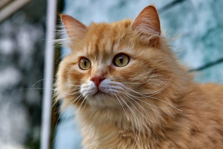 5 Friendliest Cats in the World - Mykittenhouse