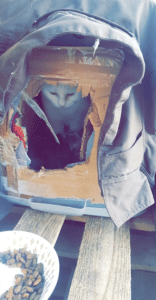 Cat learns What It’s Like To Feel Cozy