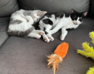 Kitten Brothers Dreaming Of Their Home