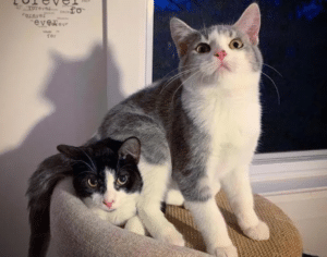 Kitten Brothers Supported Each Other Dreaming Of Their Home