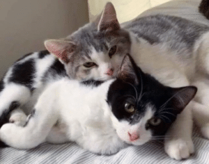 Kitten Brothers found Strolling