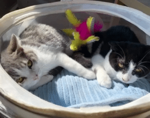 Kitten Brothers found Strolling In The Streets Supported Each Other
