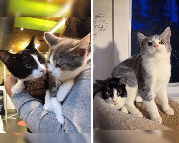 Kitten Brothers found Strolling In The Streets And Supported Each Other Dreaming Of Their Home