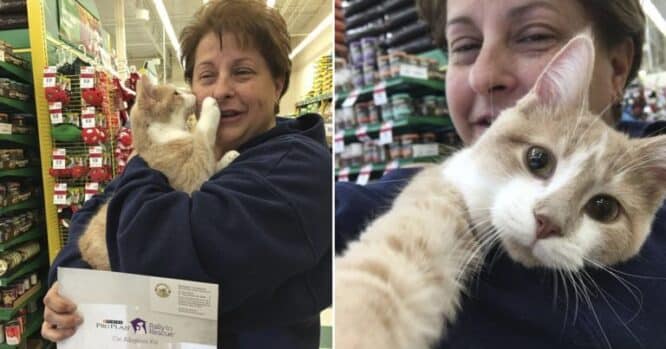 Redhead Cat Rescued And Adopted by His New Mother
