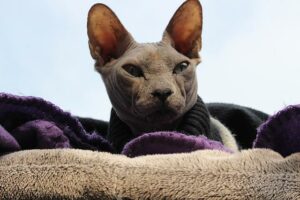 cat sphynx