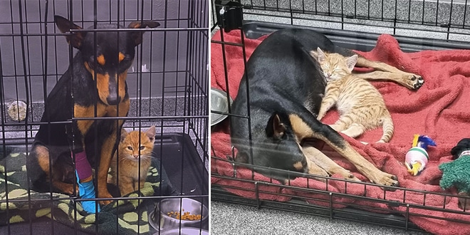 Heart Touching Story – Stray kitty Helps the Sick Dog