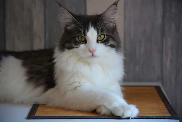 maine coon