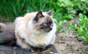 Balinese cat