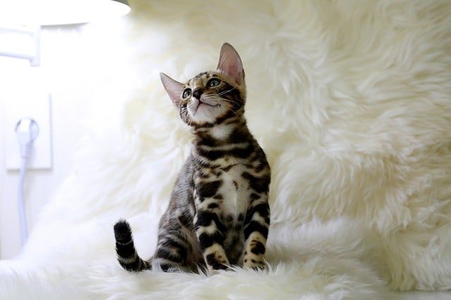 bengal cat