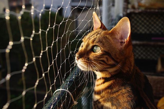 bengal cats