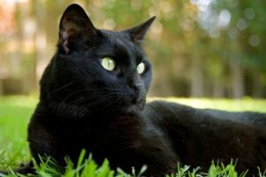 blackie cat