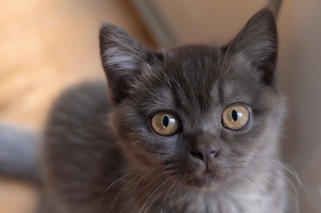 british-shorthair