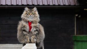 siberian cat 