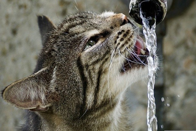 cat drinking