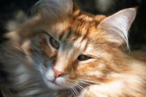 Norwegian Forest cat