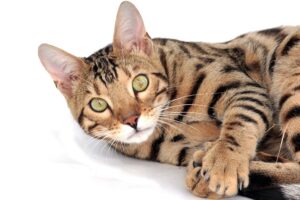 bengal 