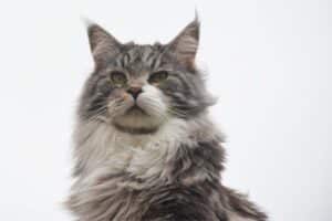 maine coon cat