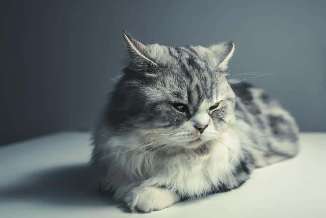 Top 5 Oldest Cat Breeds in the World