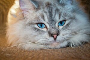 siberian cat 