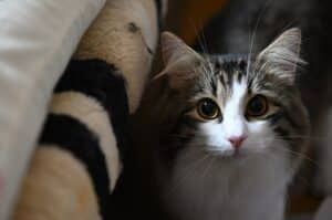 norwegian forest cat