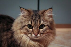 norwegian forest cat